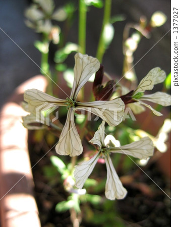 芝麻菜花 1377027