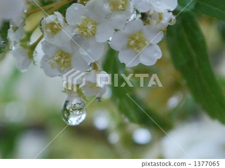 kodemari flower, flower petal, Drop Of Water 1377065