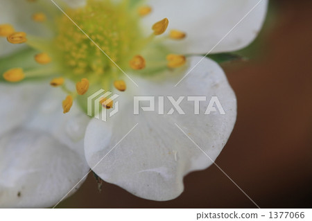 Strawberry flowers Strawberry flowers 1377066