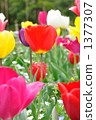 Tulip field 1377307