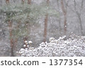 snow          1377354