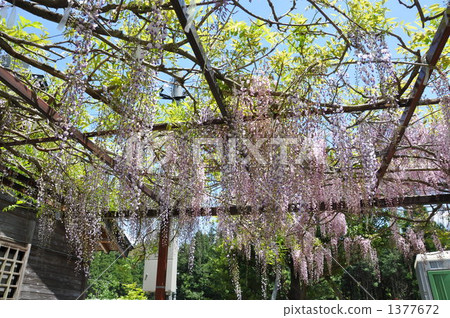 紫藤 霧島 鹿兒島縣 1377672