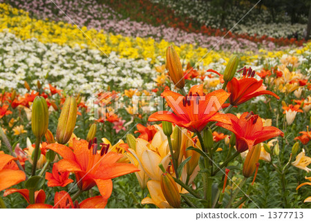 莉莉的花園 莉莉的花園 1377713