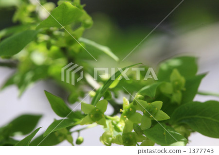 新鮮的綠色和梨花 1377743