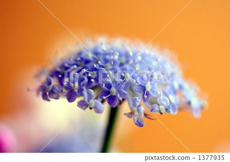 Blue Lace Flower 1377935