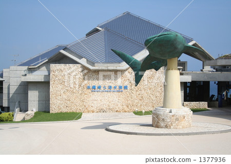 okinawa churaumi aquarium, whale shark 1377936
