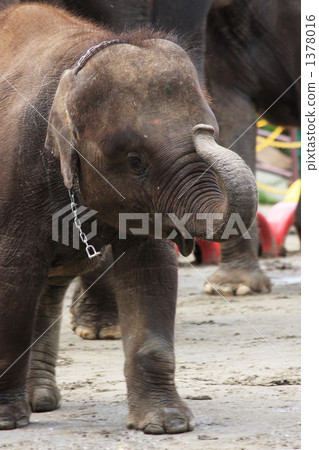 一個孩子 1378016