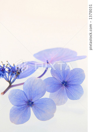 Blue forehead hydrangea flower 1378031