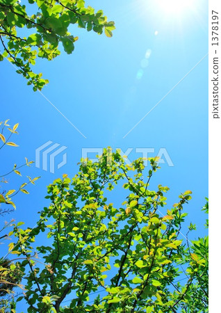 Going to the fresh green sky Going to the fresh green sky 1378197