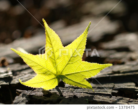 年輕的葉子（Momijiba fuma）的光澤 1378475