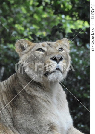 鬍鬚 鬍子 髭 1378542