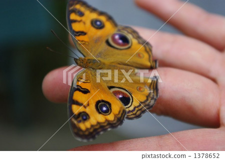 Tatehamodoki在手邊 1378652