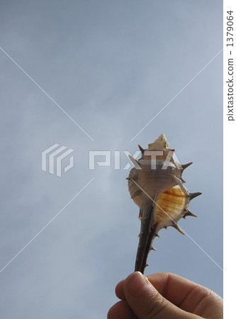 seashell, shell, thorn 1379064