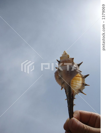 thorn, shell, shellfish 1379069