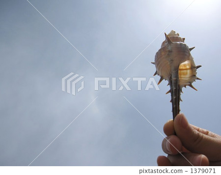 thorn, shell, shellfish 1379071