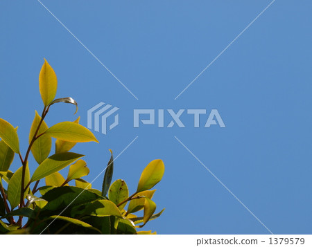 Sprouts of Yakutsubaki, sinking in the sun 1379579