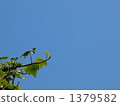 Ivy (Hedera), sinking in the sun 1379582
