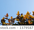 Shoots of silver osmanthus, sunshine 1379587