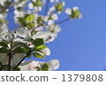 flowering dogwood, vernal flowers, dogwood 1379808