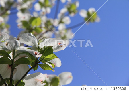 flowering dogwood, vernal flowers, dogwood 1379808