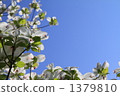 flowering dogwood, dogwood, cornus florida 1379810