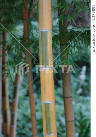  Bamboo grove 1379893