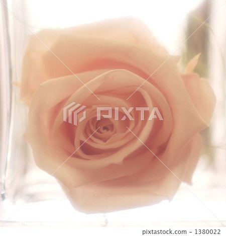 保鮮花卉 玫瑰花 玫瑰的 1380022