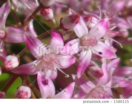 開花的木花☆ 開花的木花☆ 1380115