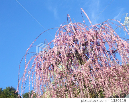 垂柳樹 垂柳樹 1380119