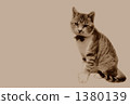 Cat image Sitting 1380139
