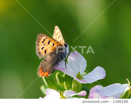 Lycaena phlaeas Lycaena phlaeas 1380188