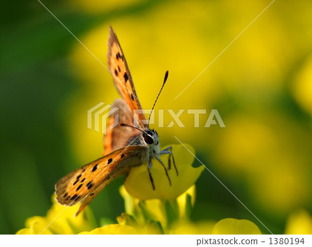 Lycaena phlaeas Lycaena phlaeas 1380194