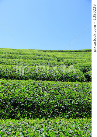 Tea plantation 1380229