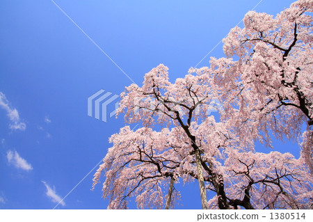 秋天的櫻花 1380514