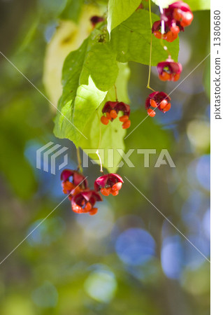 鬱金香的果子 1380680