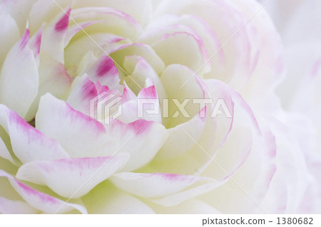 Ranunculus 1380682
