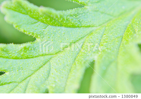 Rose geranium Rose geranium 1380849