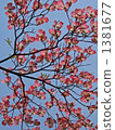 Dogwood 1 1381677