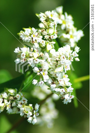 A white soba flower is blooming all over the Sakai plain 1381681