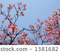 Dogwood 2 1381682