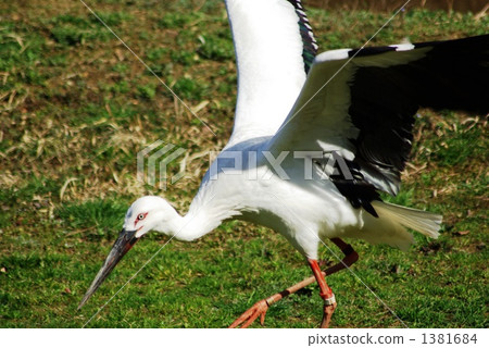 The moment of landing to the ground of the stork 1381684