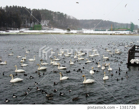 Swan lake Aomori prefecture Hachinohe 1381726
