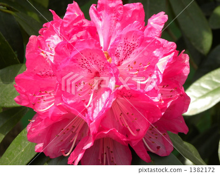 花朵 花 花卉 1382172