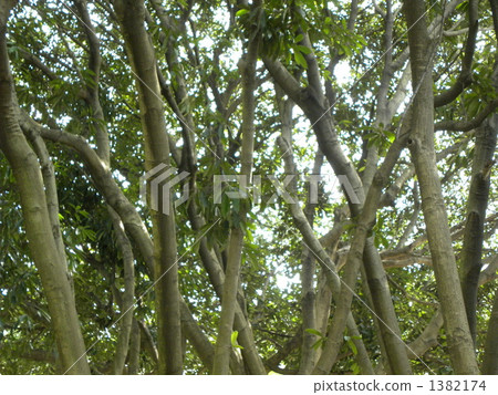 石柯屬 樹木 樹 1382174