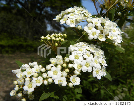 迷迭香 花朵 花 1382175