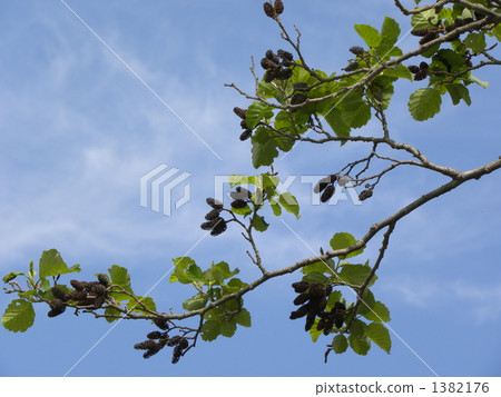 紫色 分支 樹枝 1382176