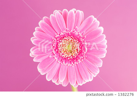 非洲菊花 1382276