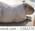 水豚 陸上動物 哺乳類 1382278