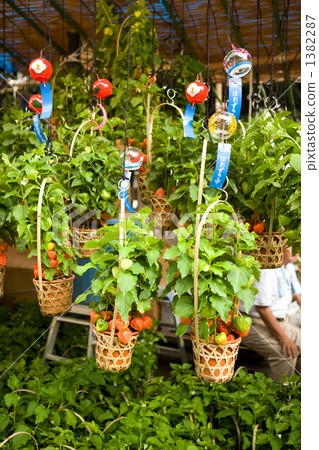 CIZUKI-shi of Asakusadera 1382287