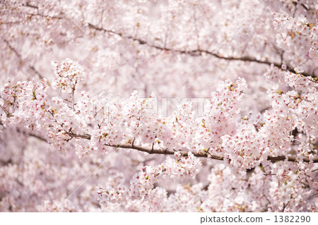 櫻花花 1382290
